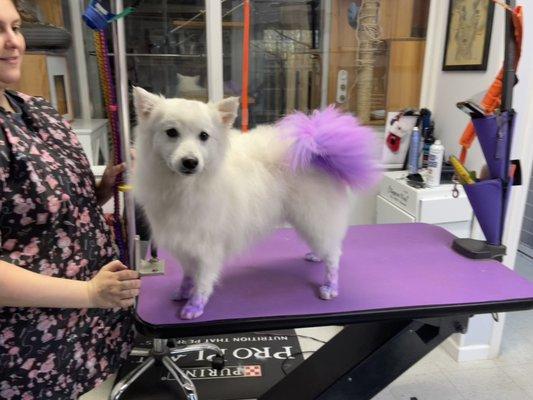 Nixie getting Valentine's Tail dye