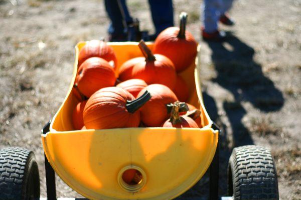 Took our kids on a apple and pumpkin picking field trip