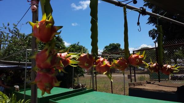 Dragon Fruit...yummy. $5.00 each as of 07.19.2014