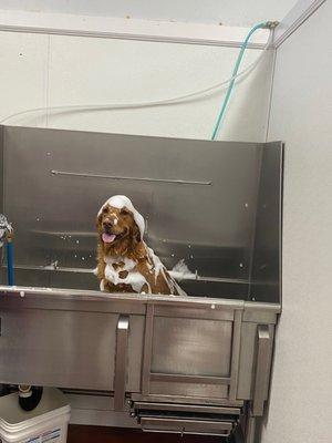 Goose smiling while getting groomed.