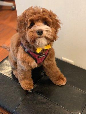 Cockapoo puppy