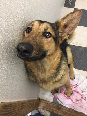 Marcus from German Shepherd Rescue of Orange County.  We do a lot of work with this organization and meet a lot of awesome dogs.