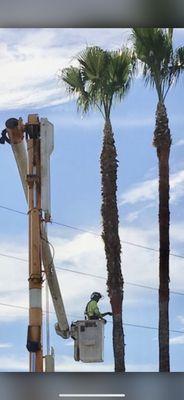 Clean palm tree