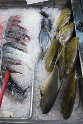 Fresh Whole Pompano and Bluefish Steaks