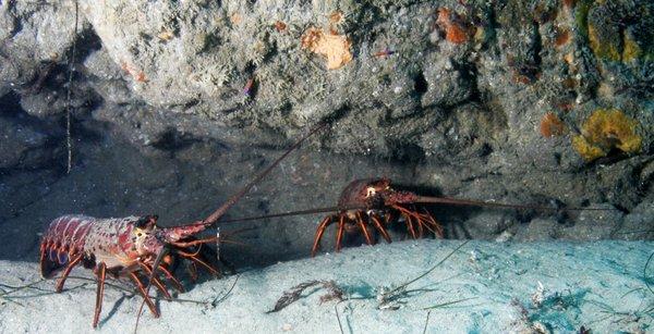 La Jolla Cove Lobsters