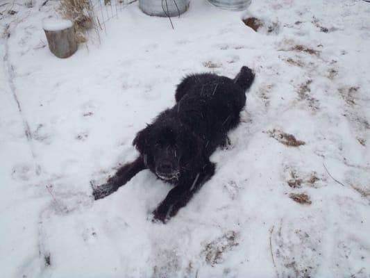 Lucy, Newfoundland puppy.