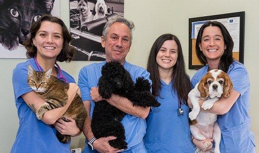 Team of Veterinarians helping your pet at Battery Park Vets