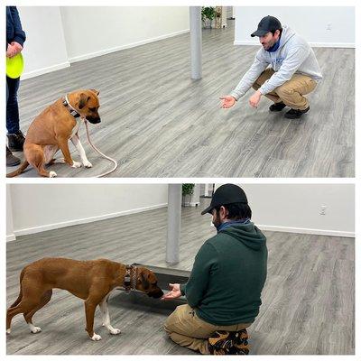 Obedience training Peaches