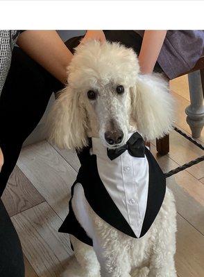 PILOT SULLY IN TUXEDO AT HIS GRANDDOGGER's EVENT!