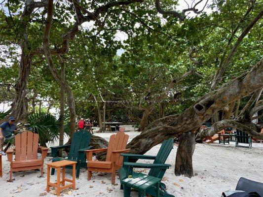 Cool outdoor setting under the trees.