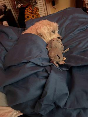 Bunny napping