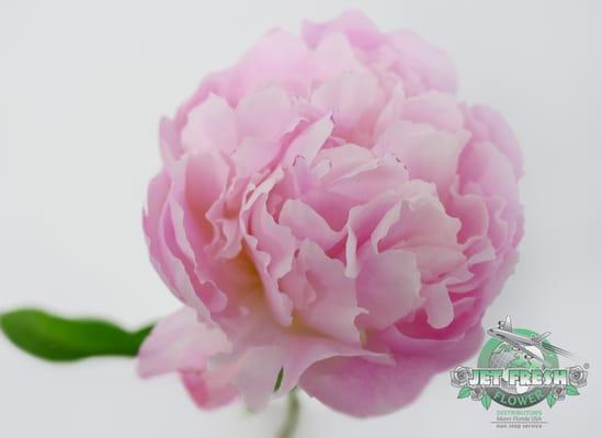 Beautiful Peonies available weekly (when in season)