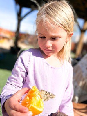 spring time with butterflies