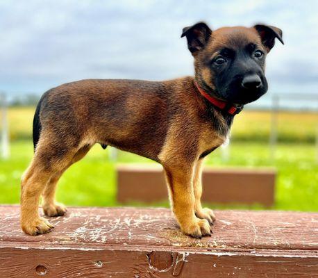 Command Control Protection Dogs