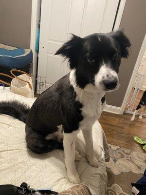 Fluffy head, uneven. Looks like they cut it with a collar around his neck and didn't bother fixing it.