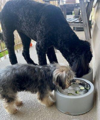 Hydrating after a day at the groomers  Bill @ A Canine Castle is the best!