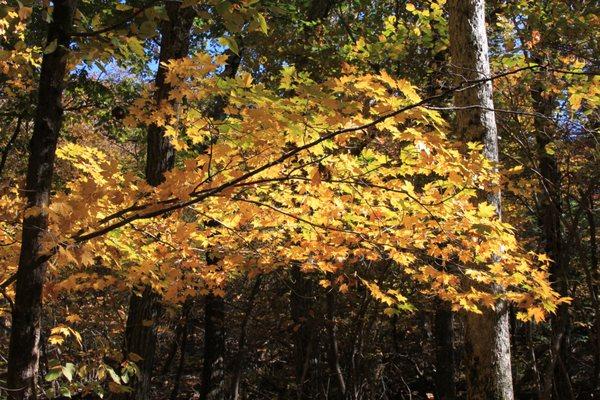 Foliage along the trail