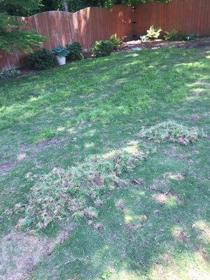 Pic of mounds of poa anna that we're having to pull up by hand to help our young sod make it..it's struggling and LS herbicide didn't work.