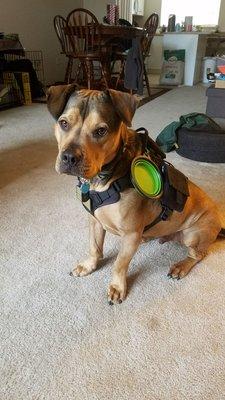 Tactical pup wearing his molle vest with matching gear pouches and flag patch.