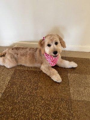 Bella fully groomed!