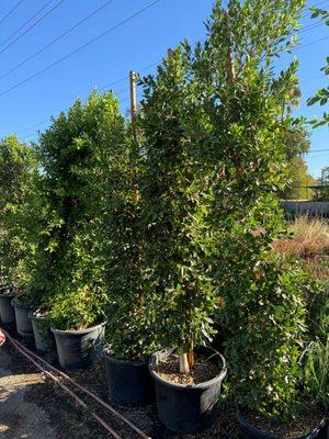 Ficus hedge