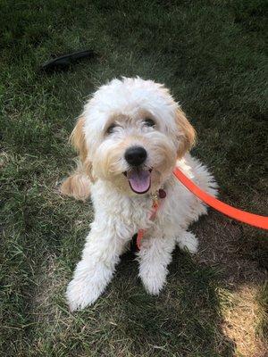 My dog a few days before getting groomed at continental dog grooming.