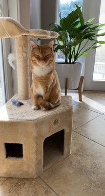 The orange tabby likes his mini lion cut too