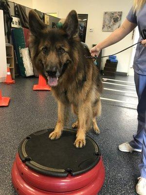 Zeus on one of his favorite rehab exercises