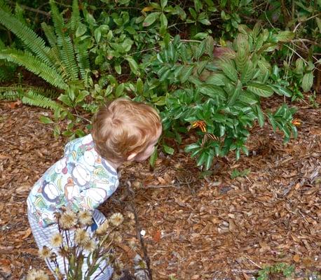 butterfly gardening