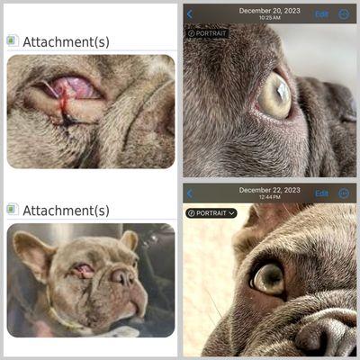 Left: photos of eye at boarding taken during ER visit.  Right: photos of eye just before boarding.