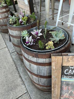 Cute planter outside