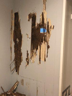 The termites had eaten through the wall all the way to the bathroom shower on the other side.