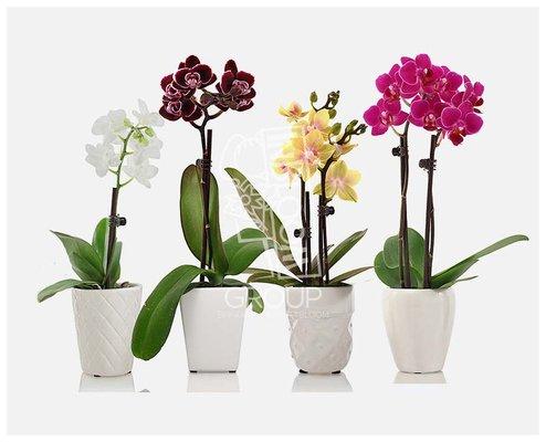 Phalaenopsis Orchids