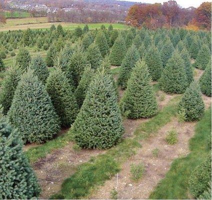 Christmas Trees 5165437240 Oceanside Ny 11572