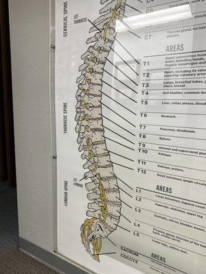 Cool spine chart