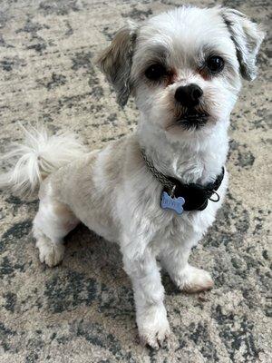 Dog haircut before and after