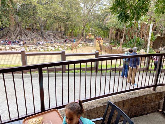 View of giraffes from dining area.