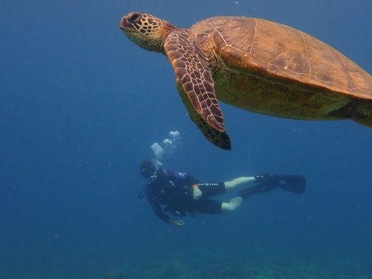 Banyan Tree Divers Maui