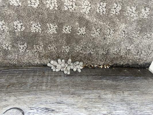 Mushrooms growing at the bottom of a staircase due to a fungus at the apartments didn't address. But only covered up.