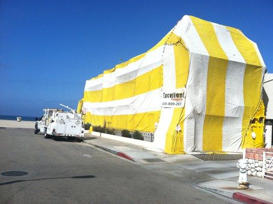 Excellent Fumigation