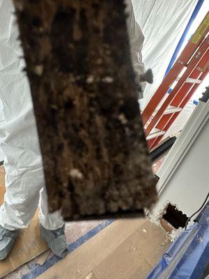 Mold that was on the edge of our shelves from the HVAC leaking due to Airbest install errors