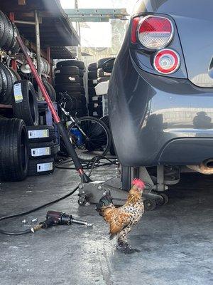 The rooster patching the tires. -red.