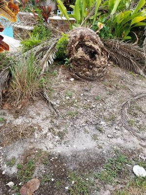 This Canary Date Palm died and fell over and Pan American Landscaping ignored it.