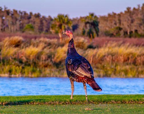 Panther Run Golf Club