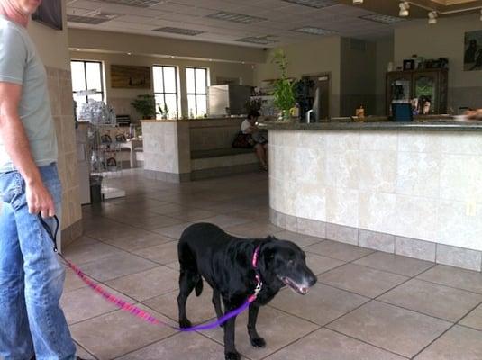 Lexi Dogg at Maui Veterinary Clinic, just inside the front door. Nice large waiting room with two separate areas for seating.