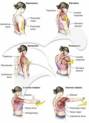 Shoulder problems?