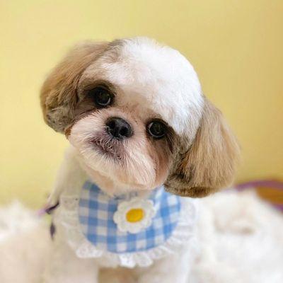 Shih Tzu Full Groom by Rosa