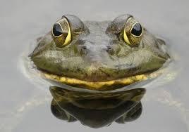 A beautiful frog (A.K.A. me)