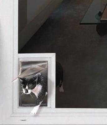 Cat Screen Door