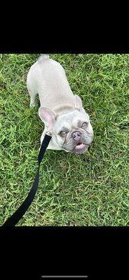 Major the frenchie